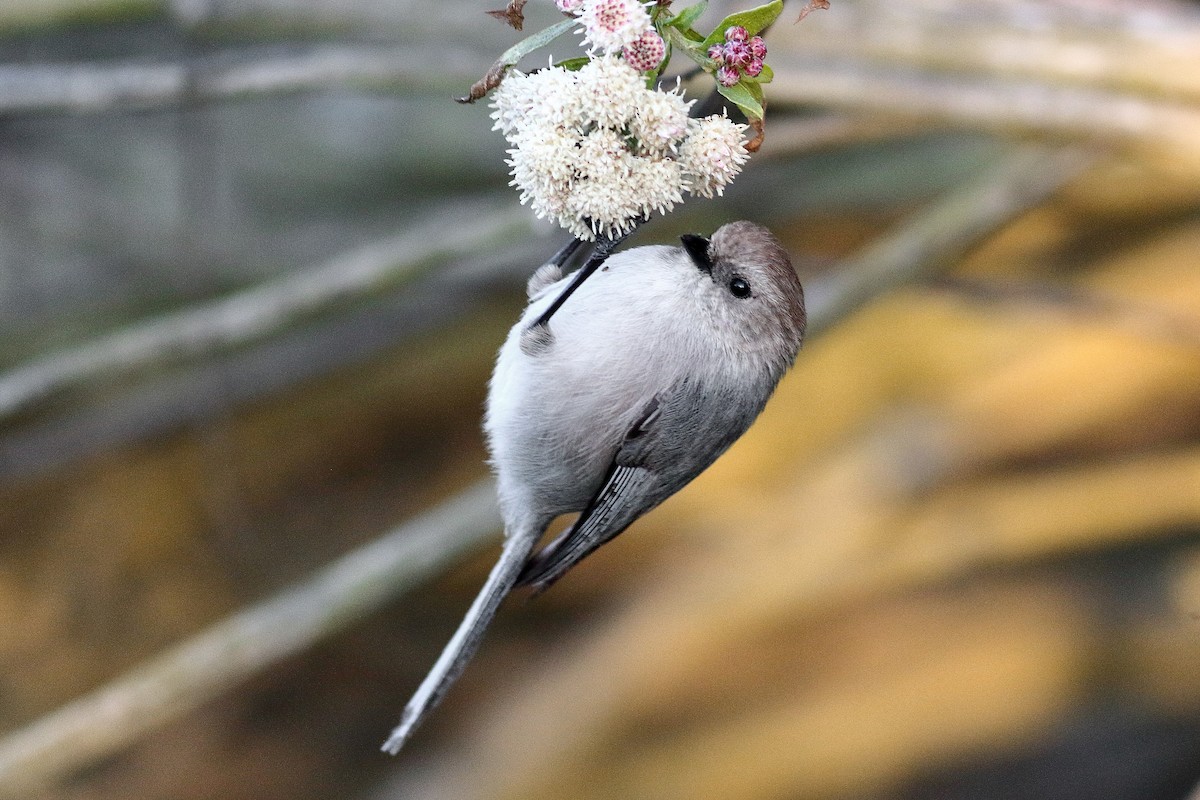 Bushtit (Pacific) - ML554580311