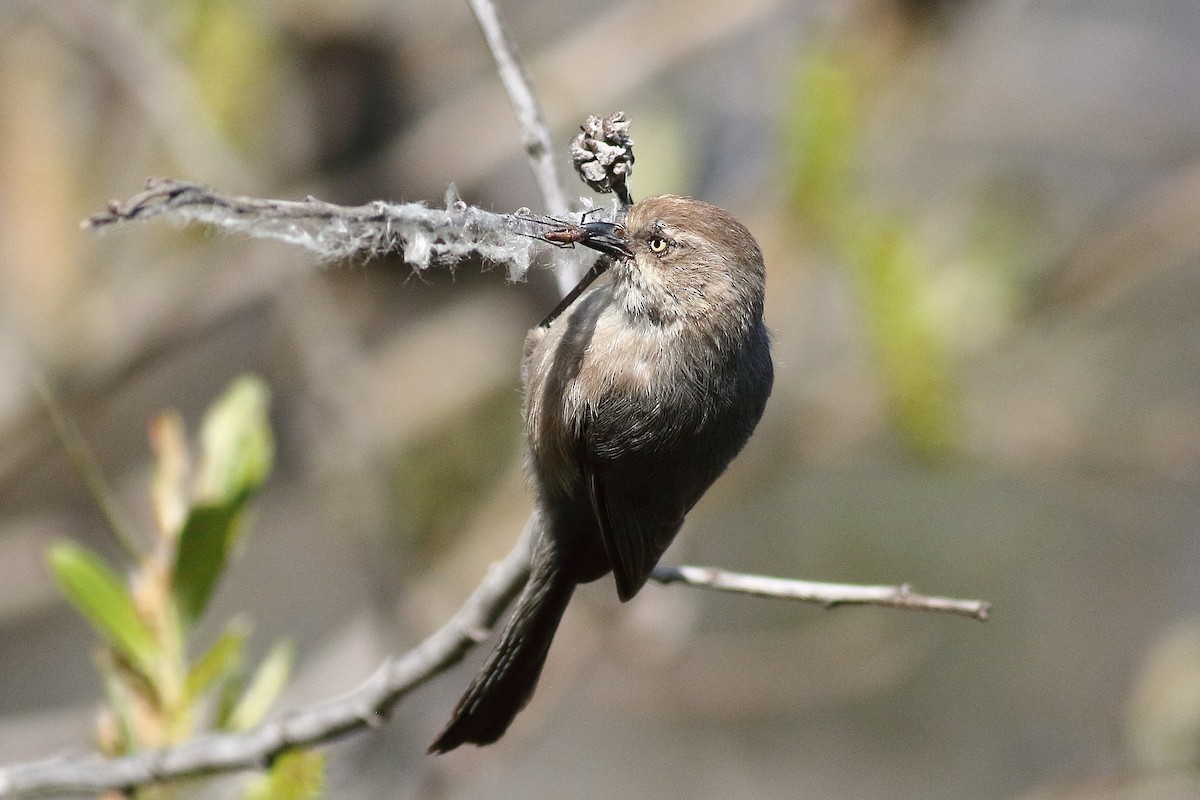 Bushtit (Pacific) - Sam Zhang