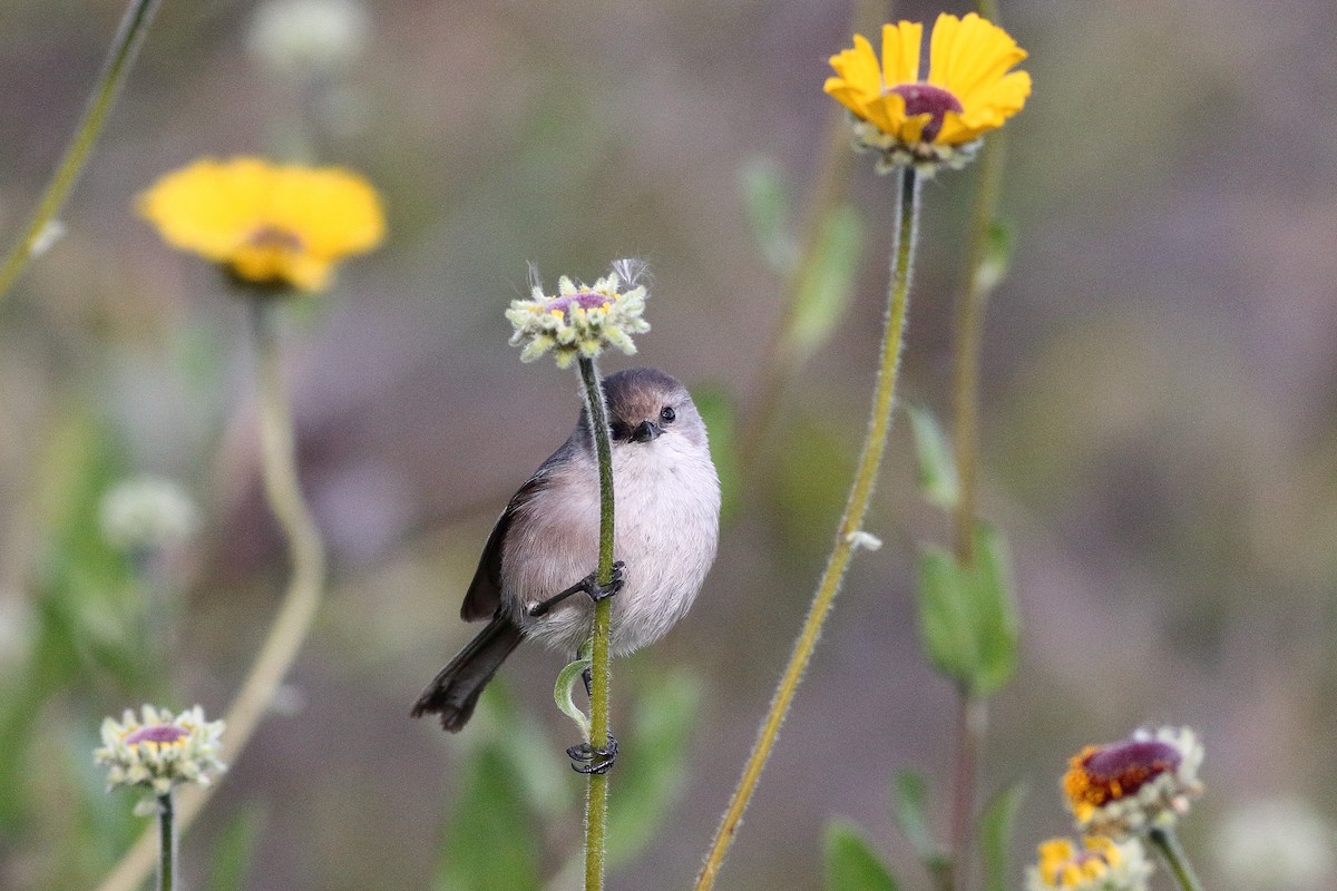 Bushtit (Pacific) - ML554580541