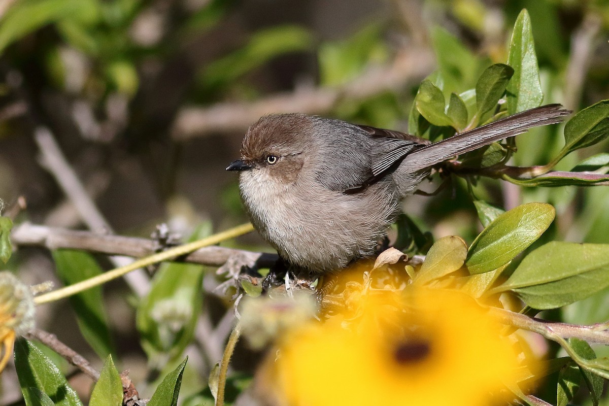 Bushtit (Pacific) - ML554580561