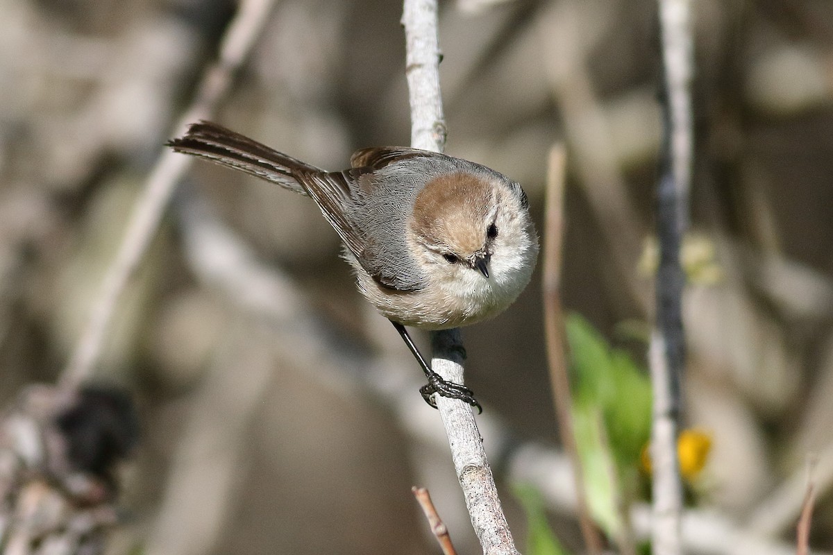 Bushtit (Pacific) - ML554580611