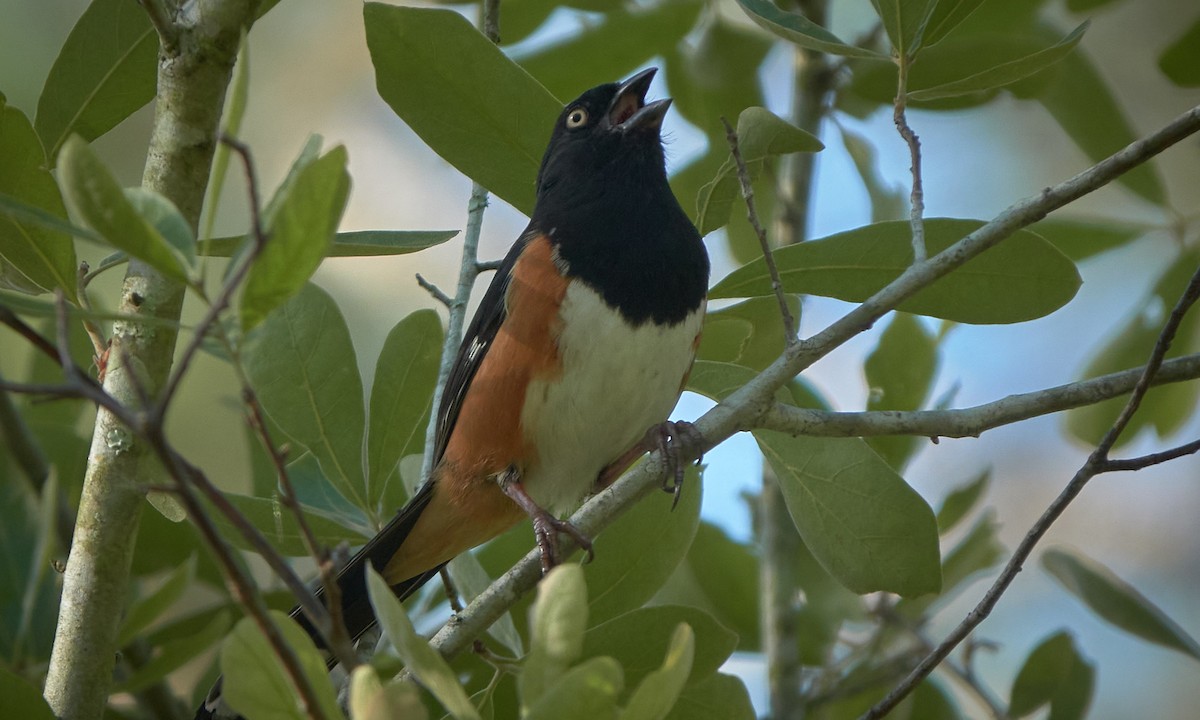 Eastern Towhee - Stephen Mann