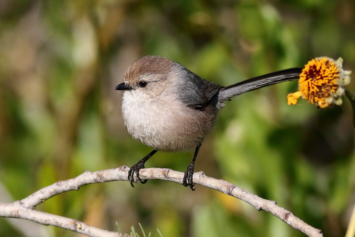 Bushtit (Pacific) - ML554580791