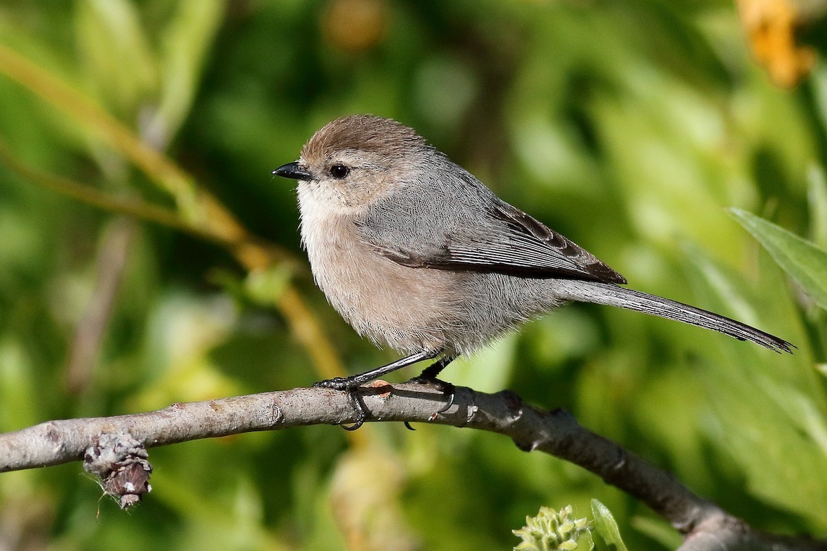 Bushtit (Pacific) - ML554580801