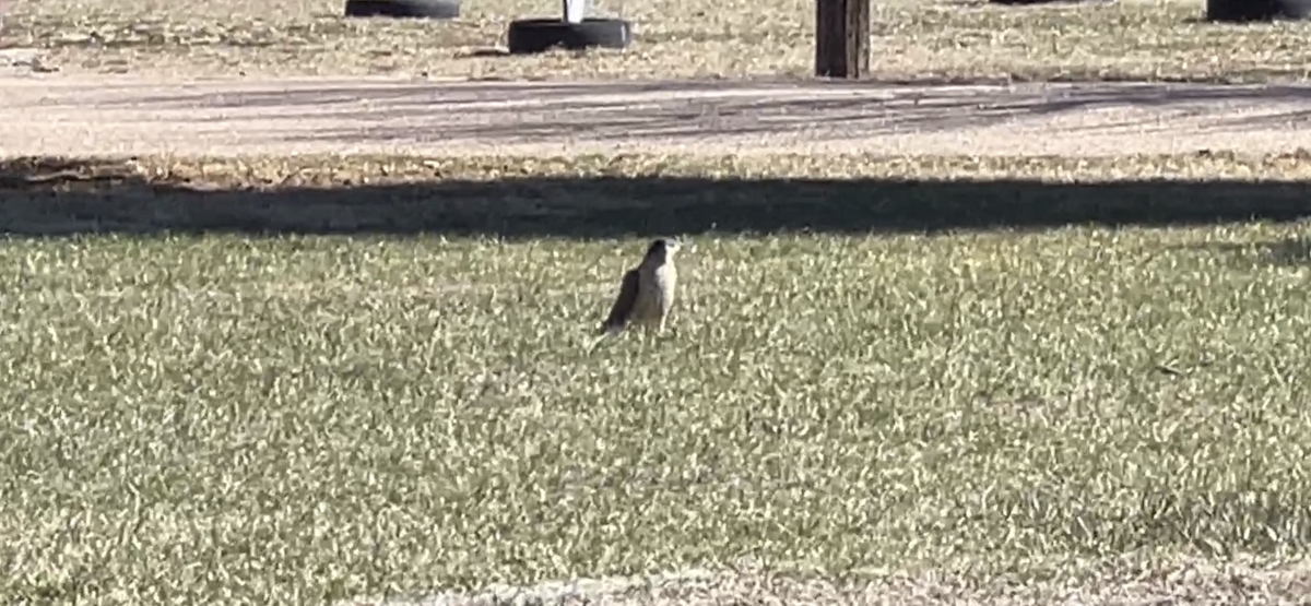 Cooper's Hawk - ML554580831