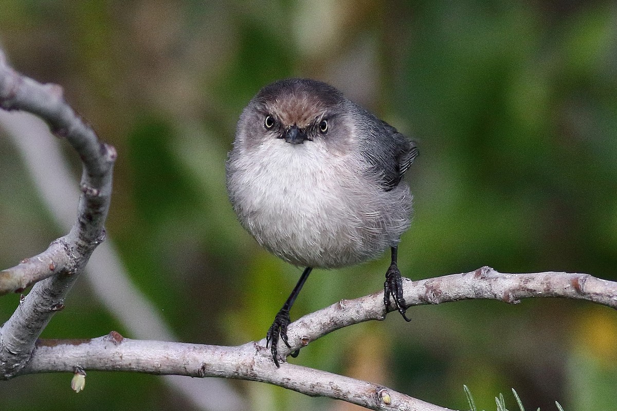 Bushtit (Pacific) - ML554580881