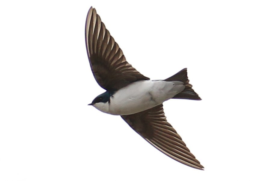 Tree Swallow - ML554581511