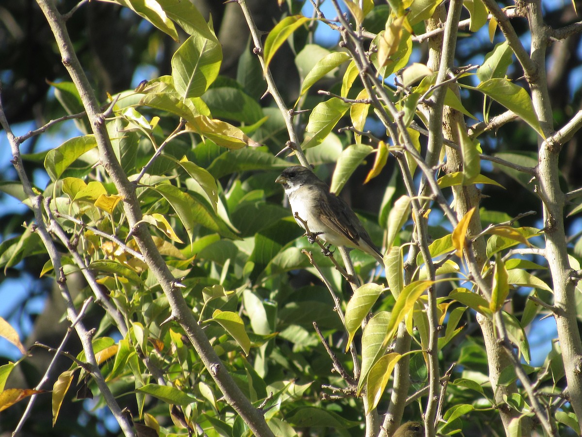 Double-collared Seedeater - ML554582901