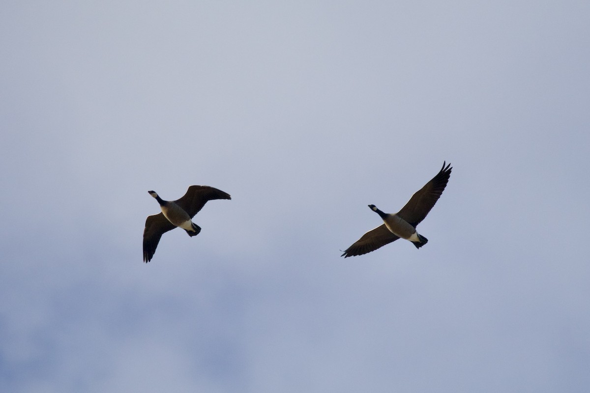 Cackling Goose (minima) - ML554583641