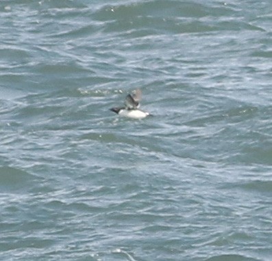 Common Murre - ML554584511