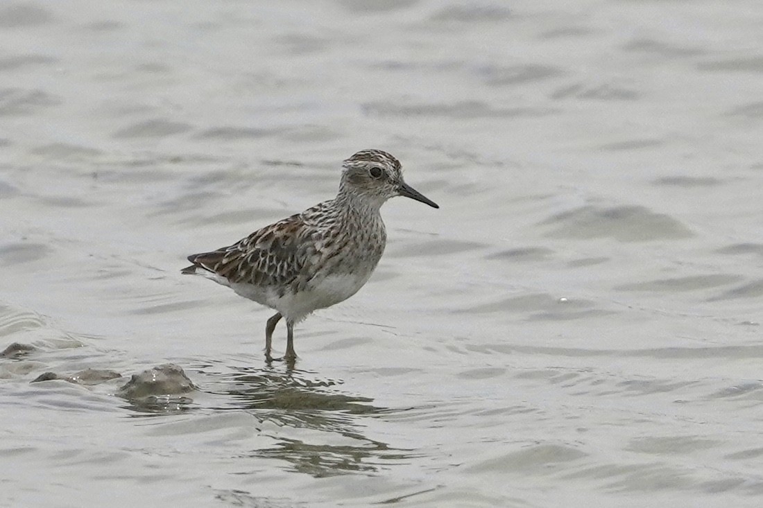 Long-toed Stint - ML554584581