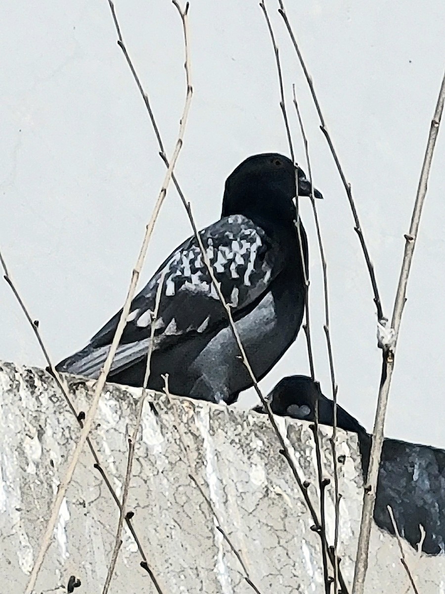 Rock Pigeon (Feral Pigeon) - ML554584901