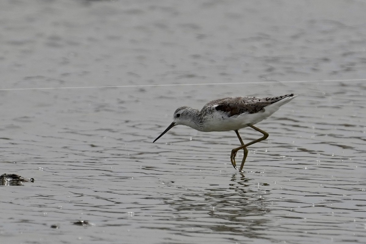 Marsh Sandpiper - ML554584911