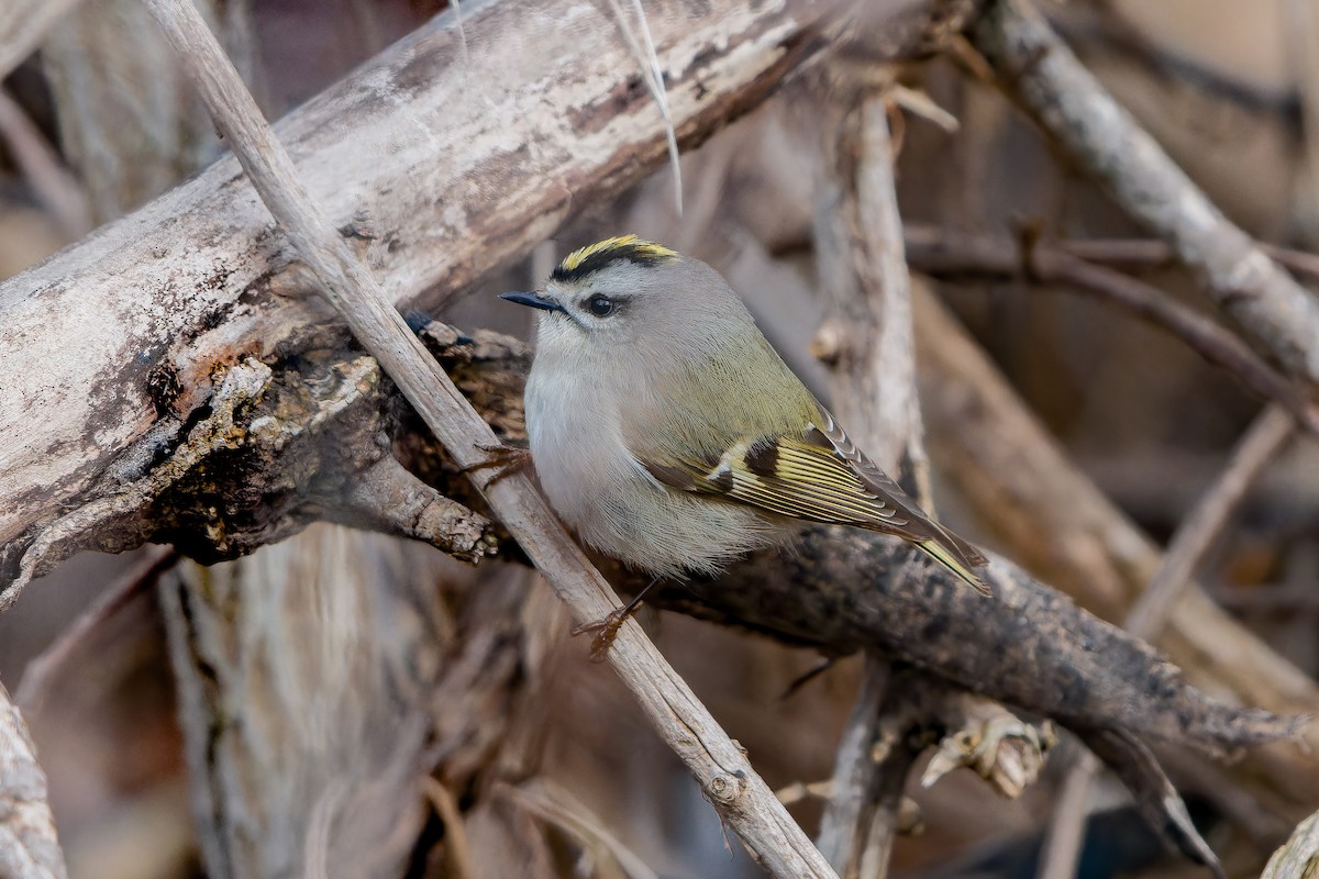 Golden-crowned Kinglet - ML554586021