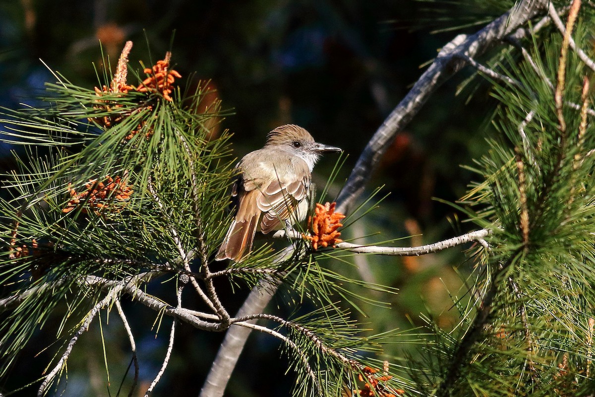 Brown-crested Flycatcher - ML554586681