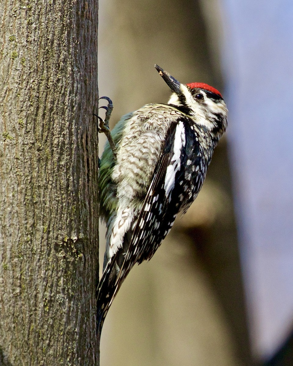 Yellow-bellied Sapsucker - ML554586851