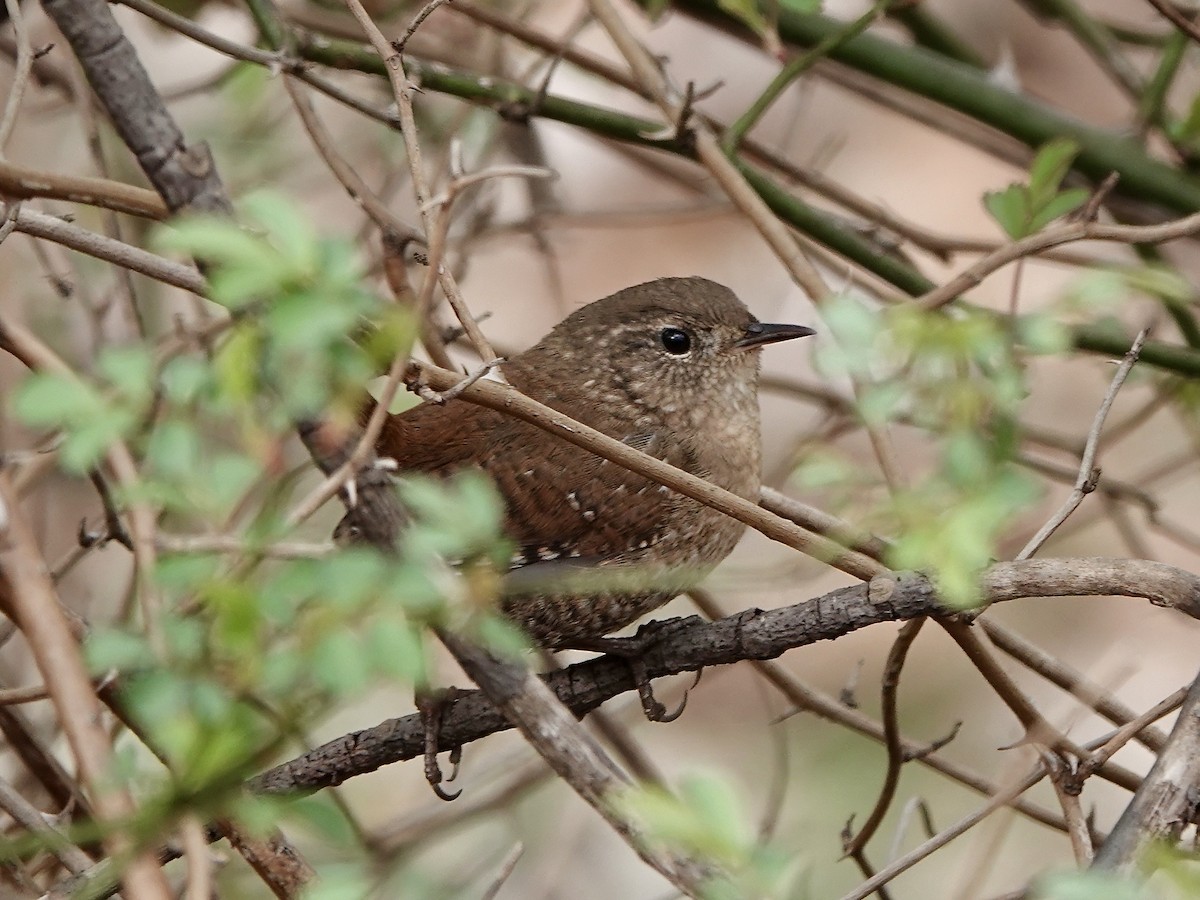 Winter Wren - ML554587181