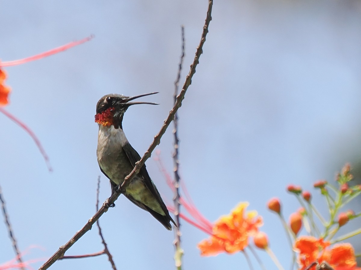 Ruby-throated Hummingbird - Scott Tuthill