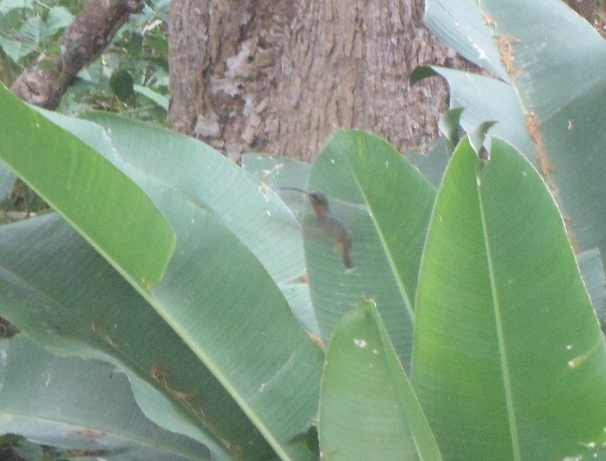 Rufous-breasted Hermit - ML554587931