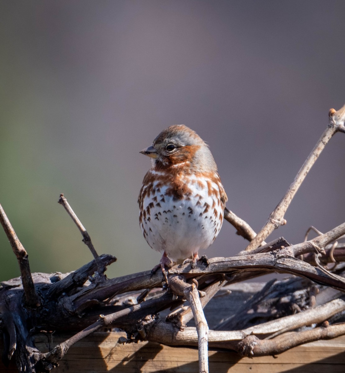 Fox Sparrow - ML554592371