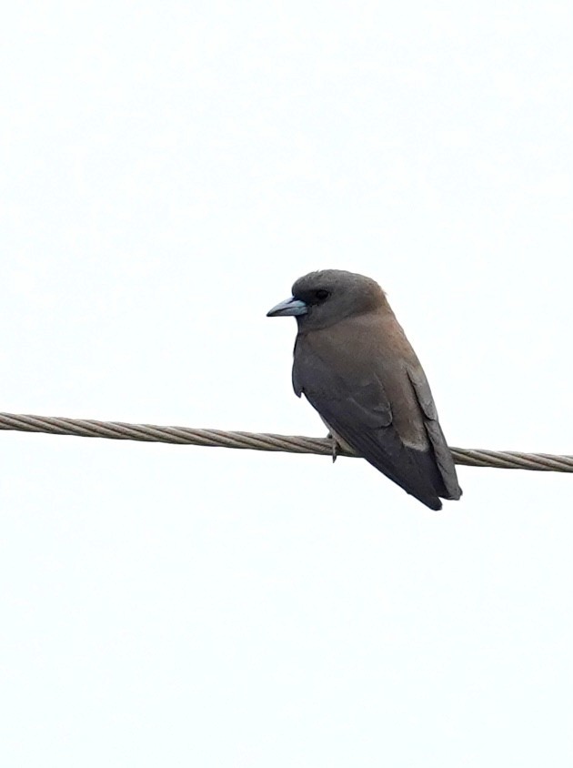 Ashy Woodswallow - ML554594941