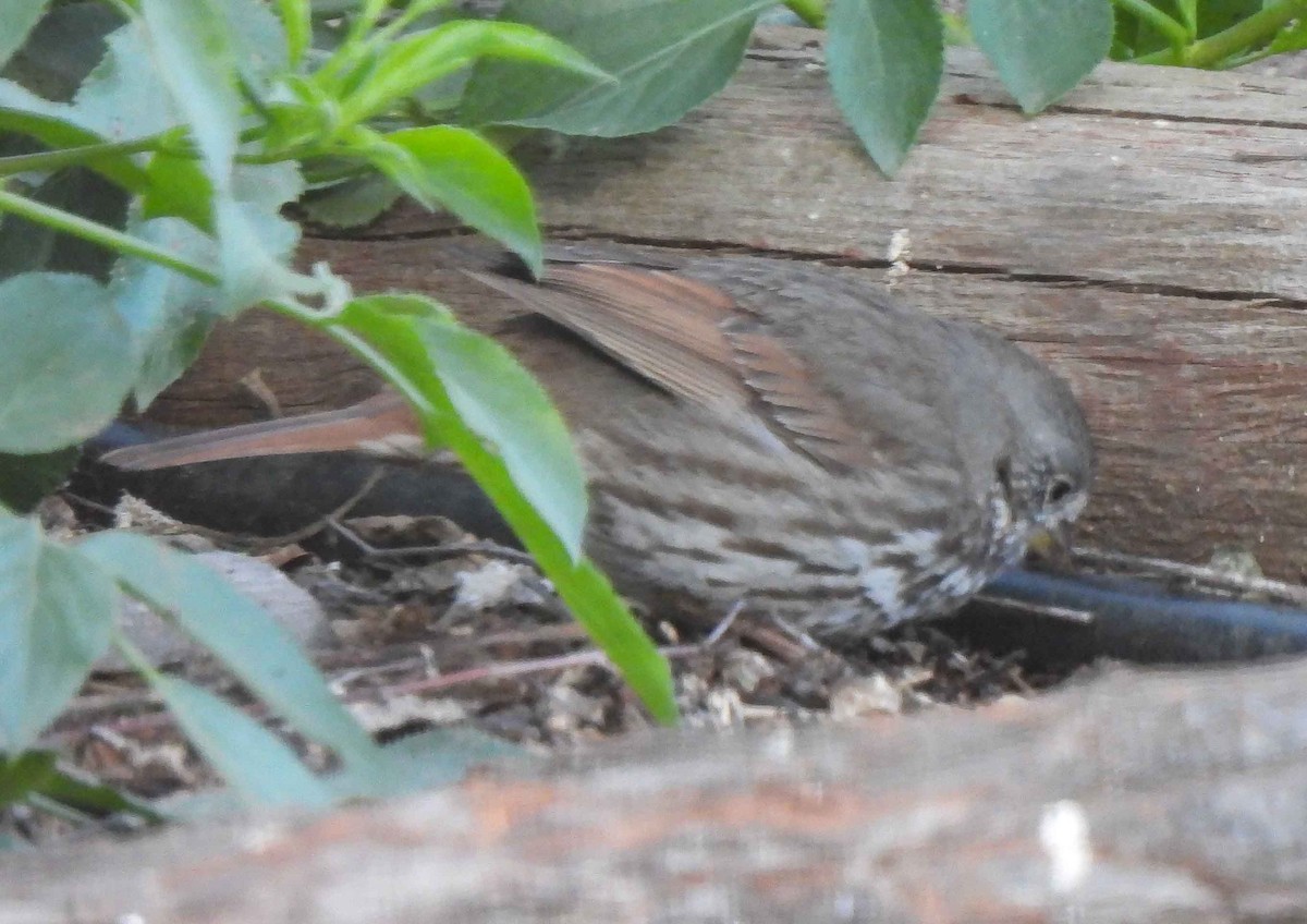 Fox Sparrow - ML554595221