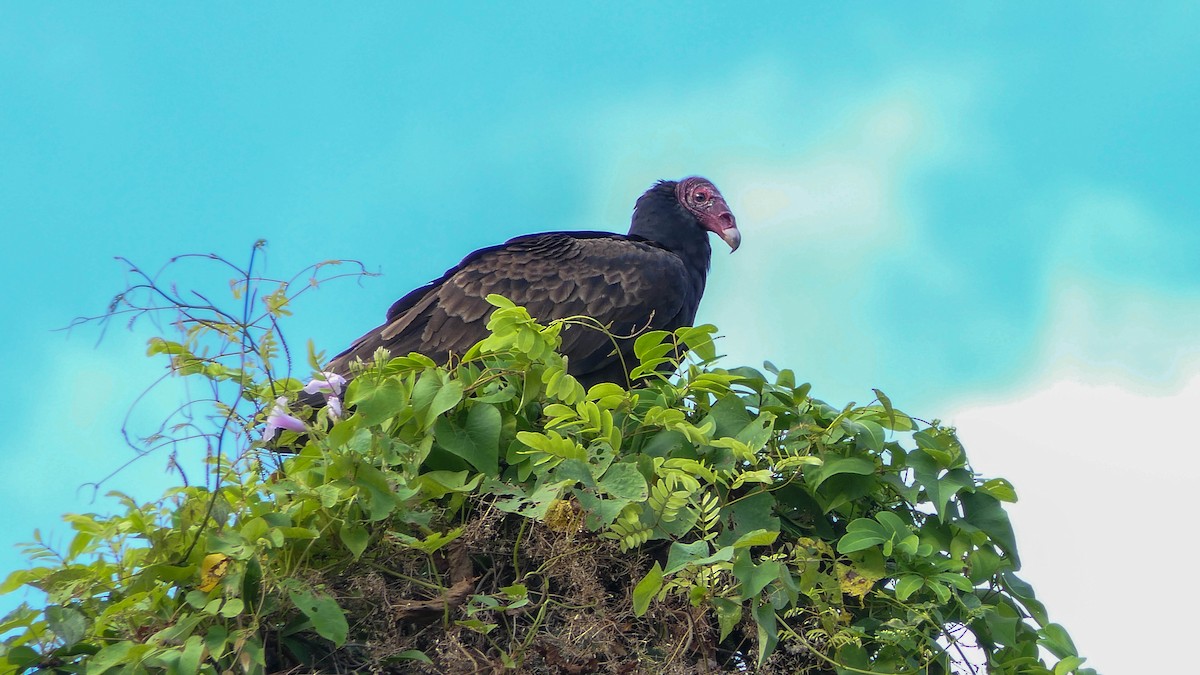 Turkey Vulture - ML554596011