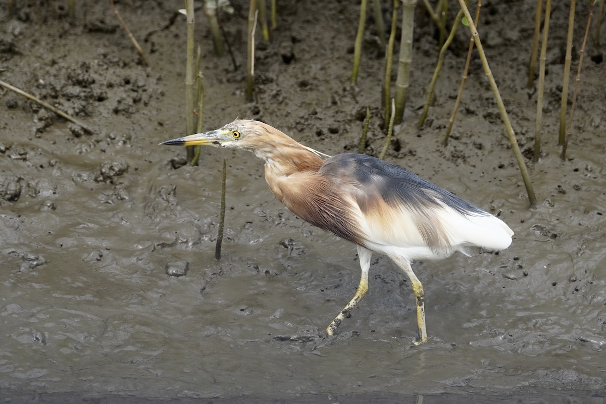 Javan Pond-Heron - ML554596541