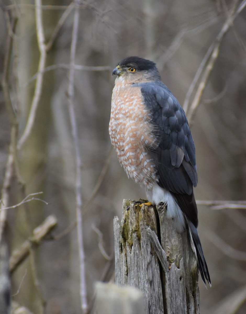 Cooper's Hawk - ML554597591