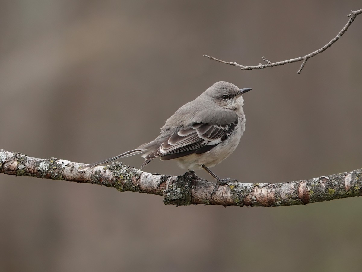 Northern Mockingbird - ML554597661