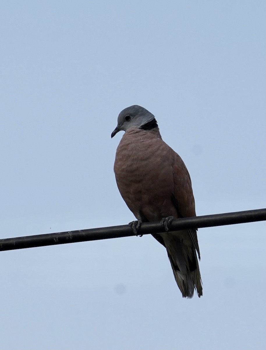 Red Collared-Dove - ML554597921