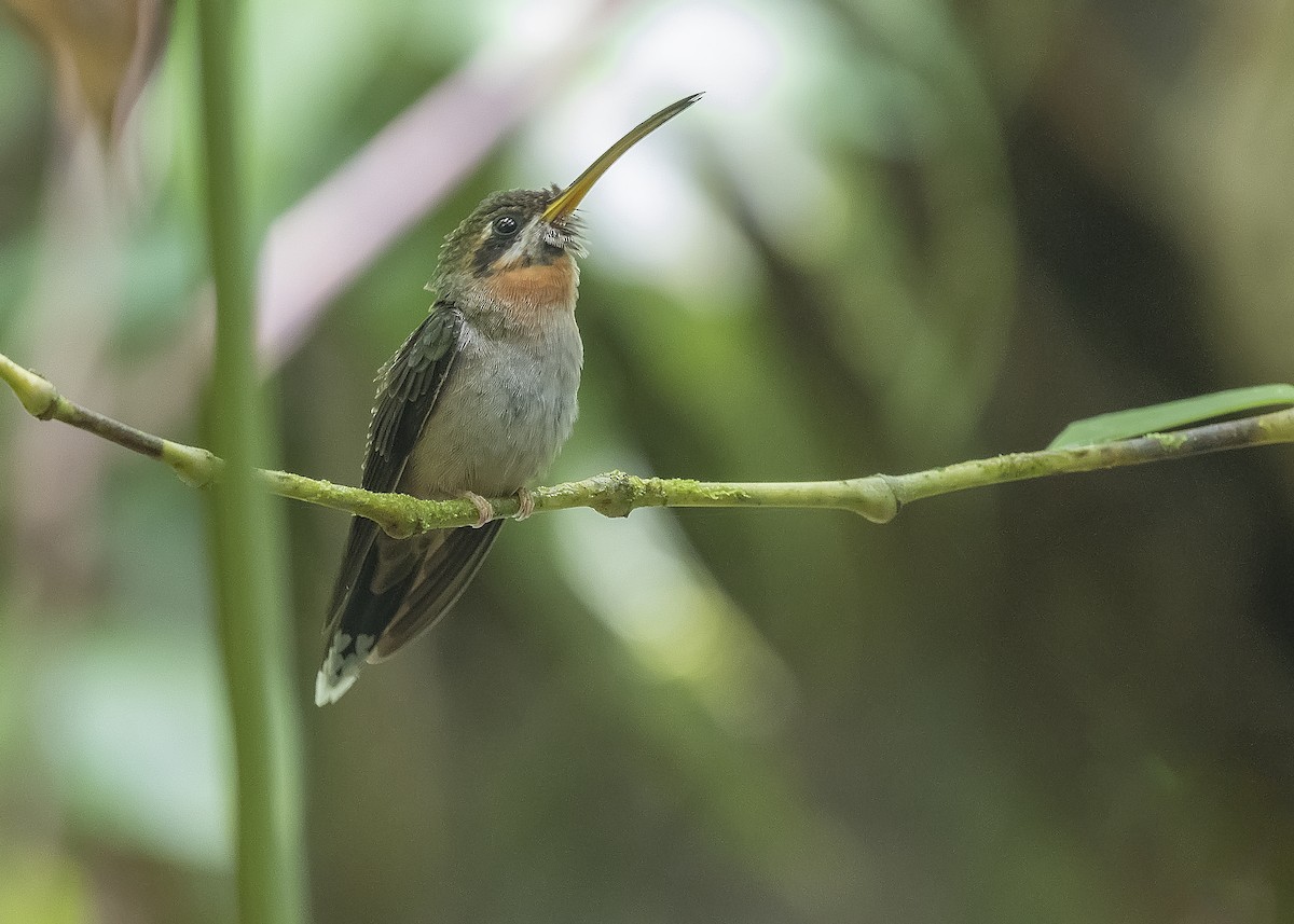 Band-tailed Barbthroat - Leandro Arias