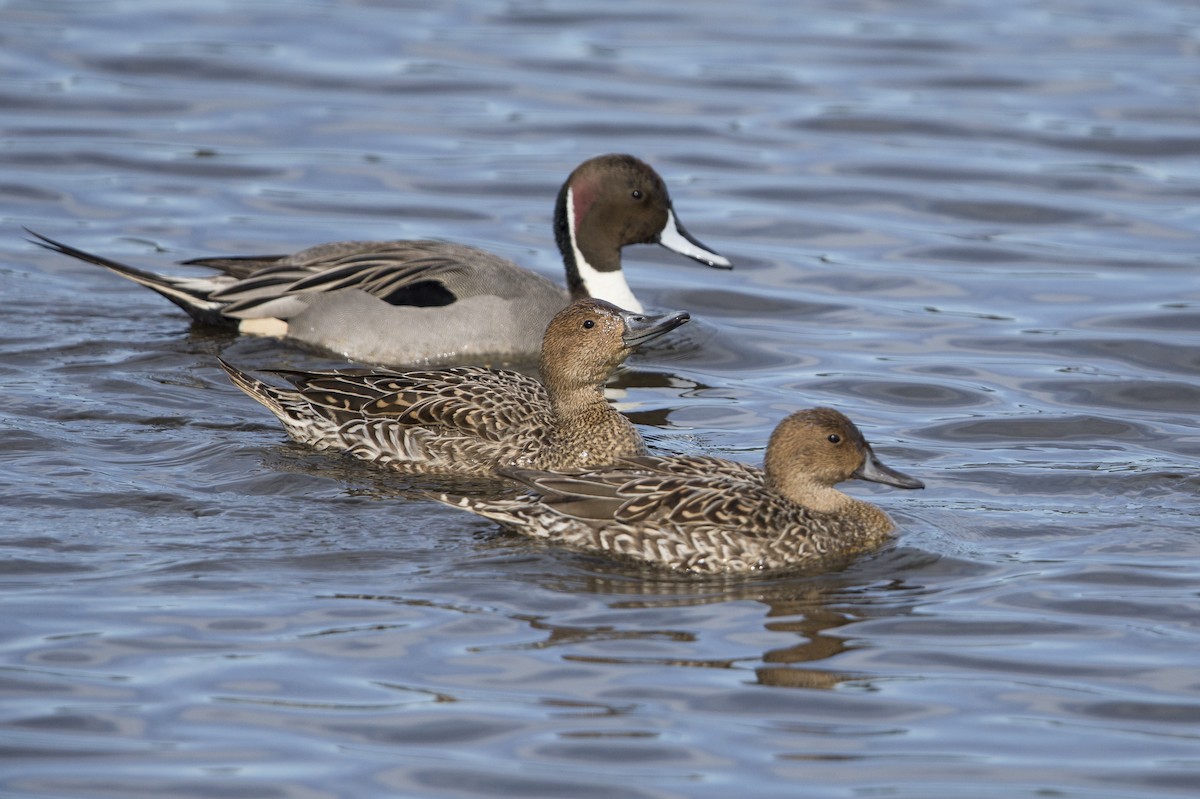 Canard pilet - ML554600751