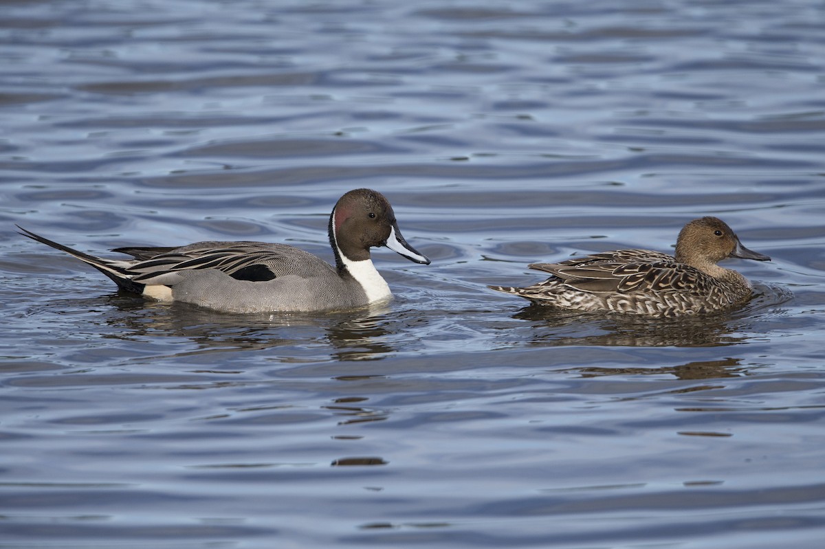 Canard pilet - ML554600771