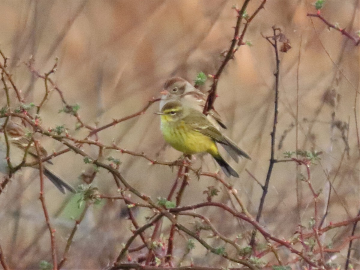 Palm Warbler - ML554601881