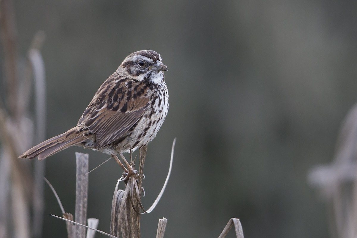 Song Sparrow (samuelsis) - ML554602271