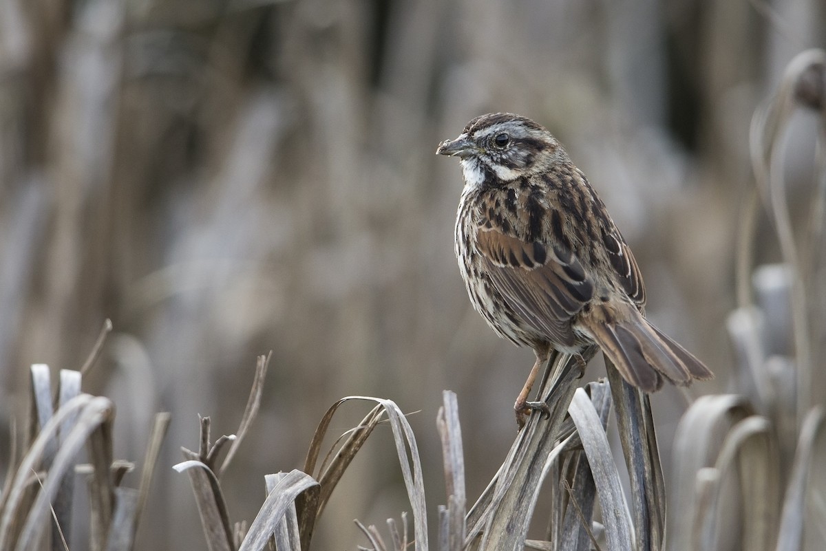 Song Sparrow (samuelsis) - ML554602281