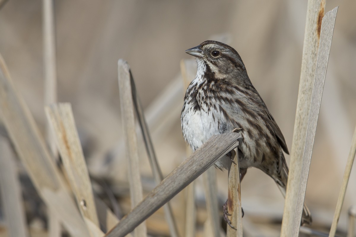 Song Sparrow (samuelsis) - ML554602301