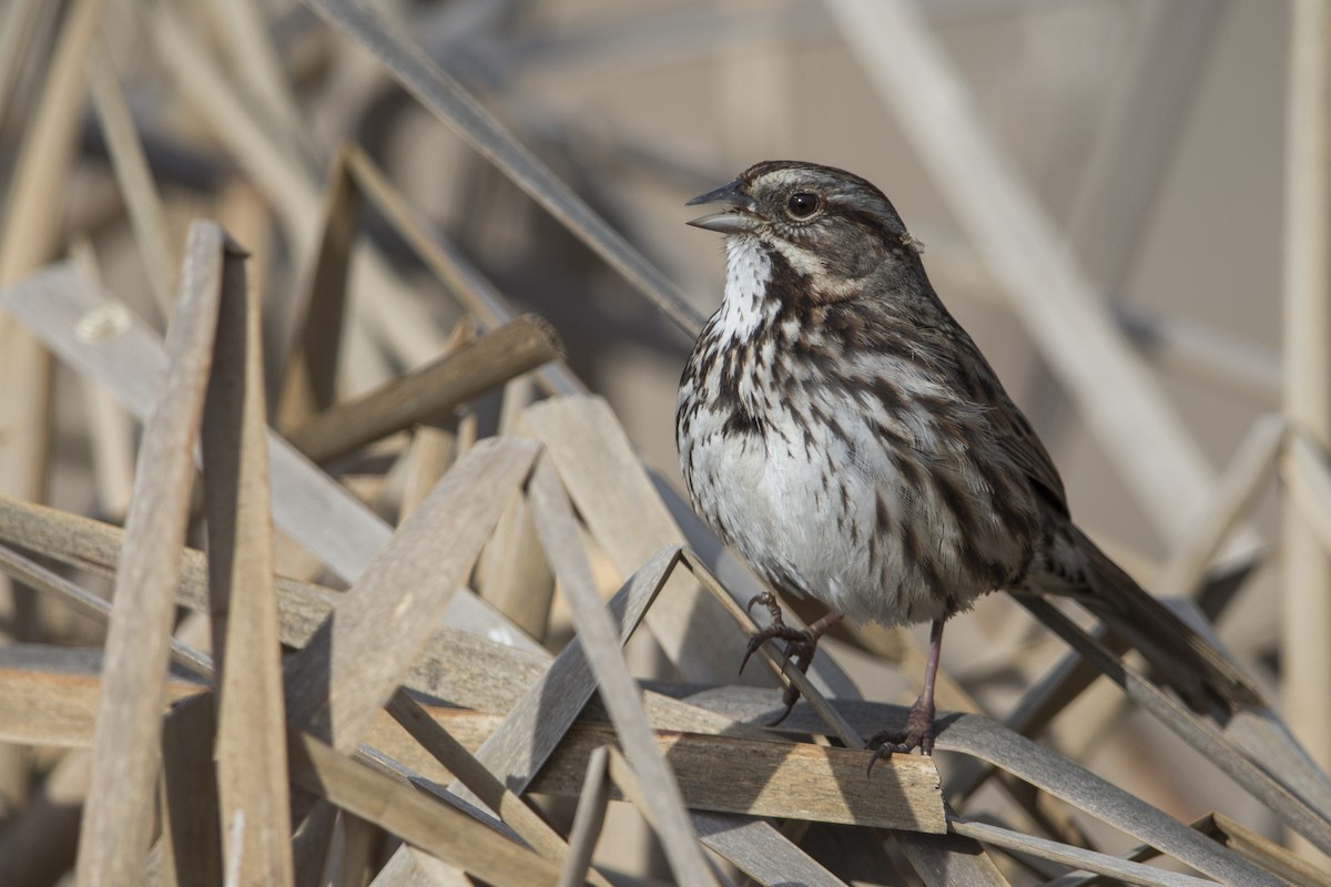 Song Sparrow (samuelsis) - ML554602311