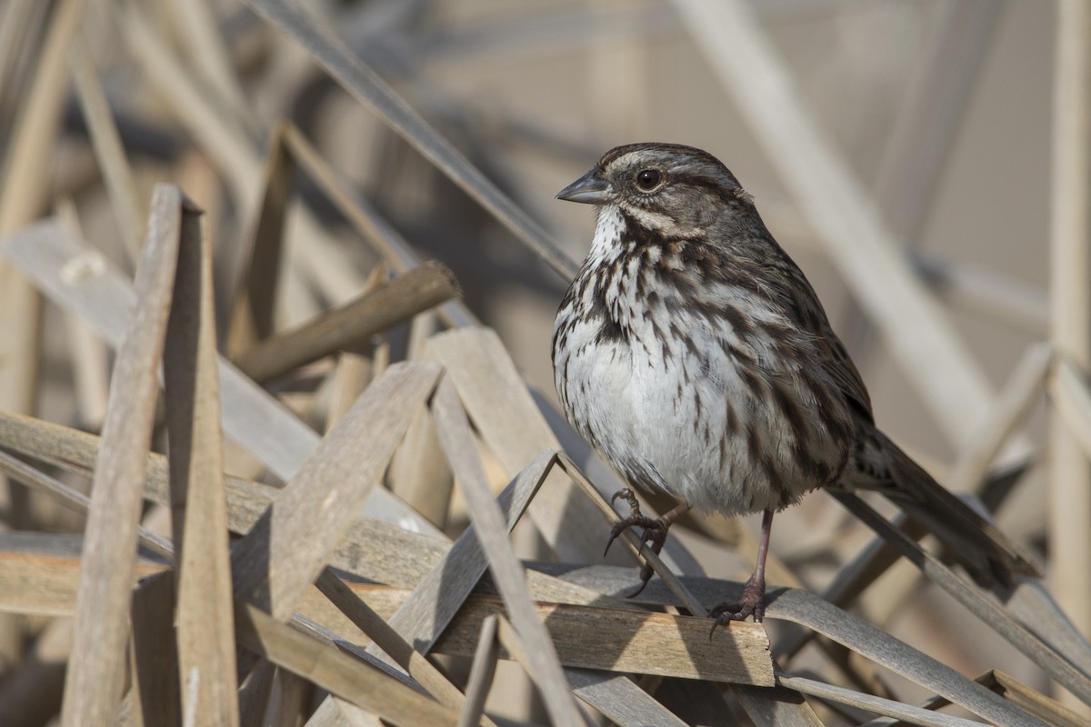 Song Sparrow (samuelsis) - ML554602321