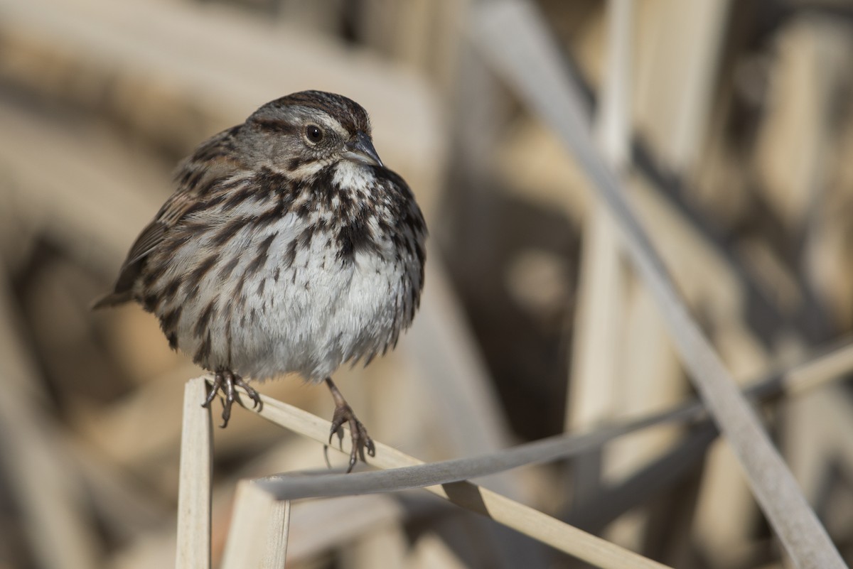 Song Sparrow (samuelsis) - ML554602331