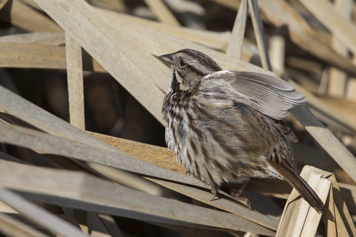 Song Sparrow (samuelsis) - ML554602341