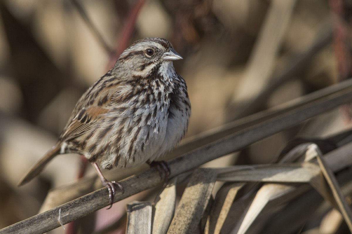 Song Sparrow (samuelsis) - ML554602351