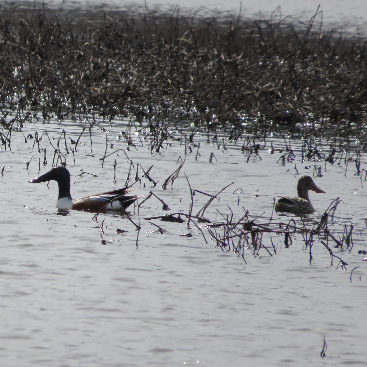 Northern Shoveler - ML554603281