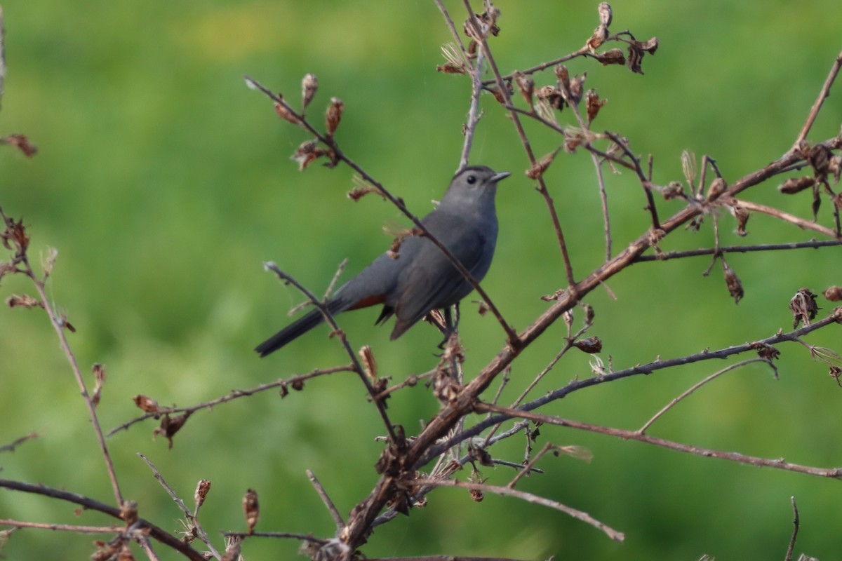 Кошачий пересмешник - ML554603991