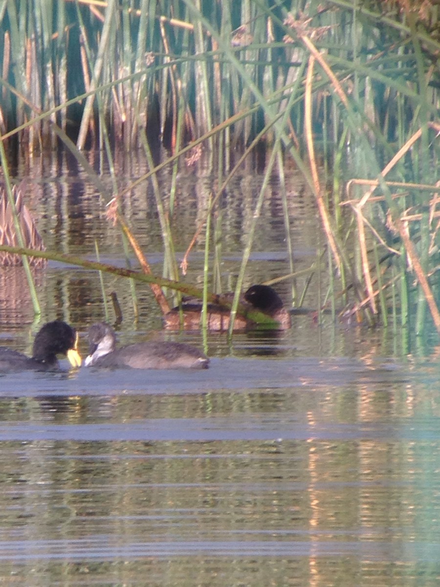 Black-headed Duck - ML55460411