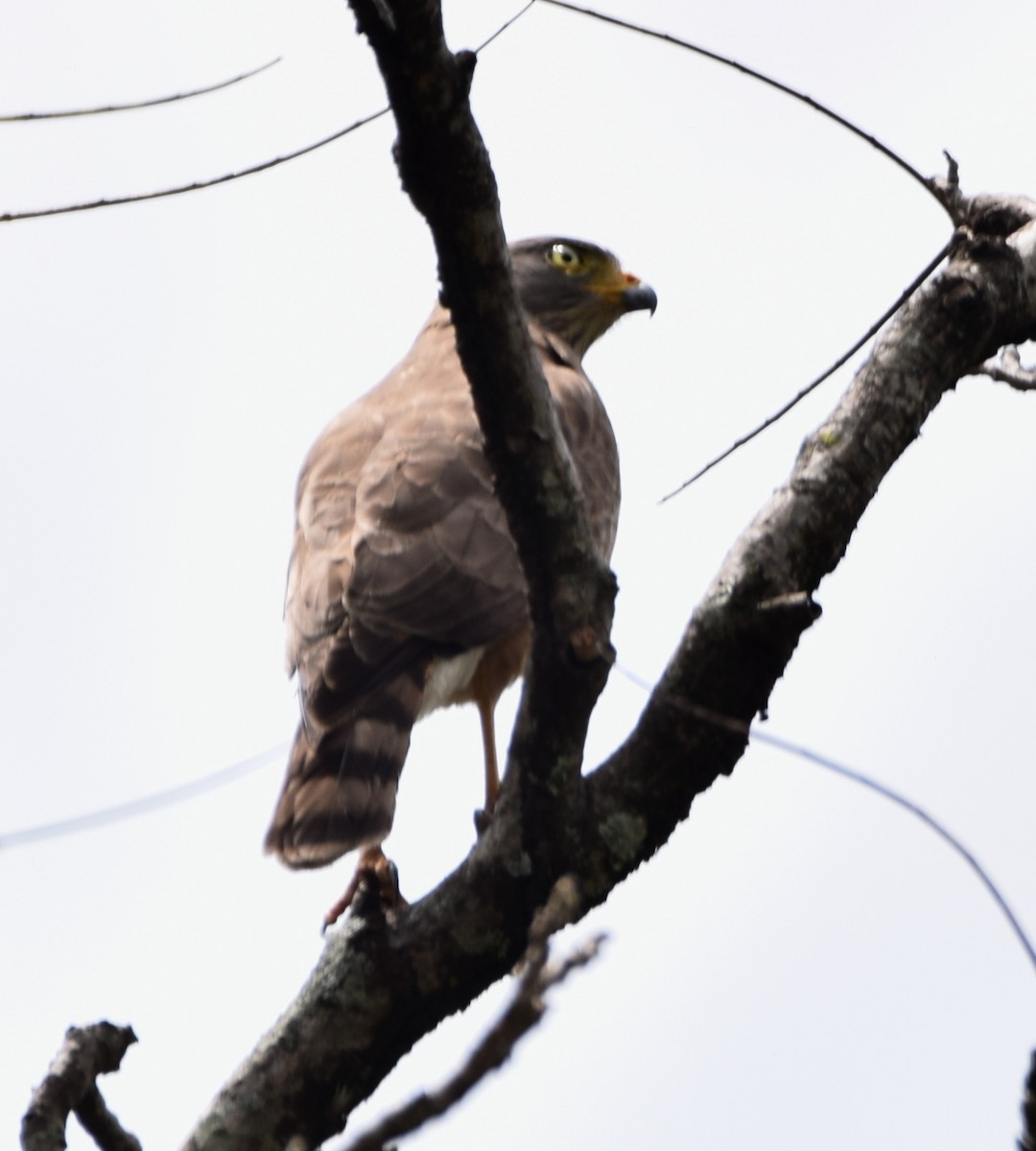 Roadside Hawk - ML554604921