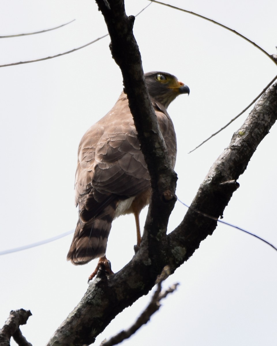 Roadside Hawk - Zuly Escobedo / Osberto Pineda