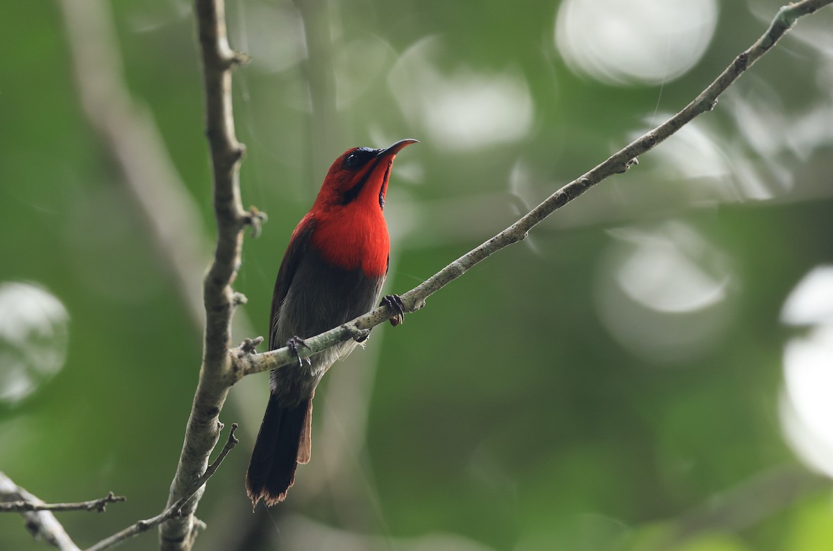 Crimson Sunbird (Crimson) - ML554604951