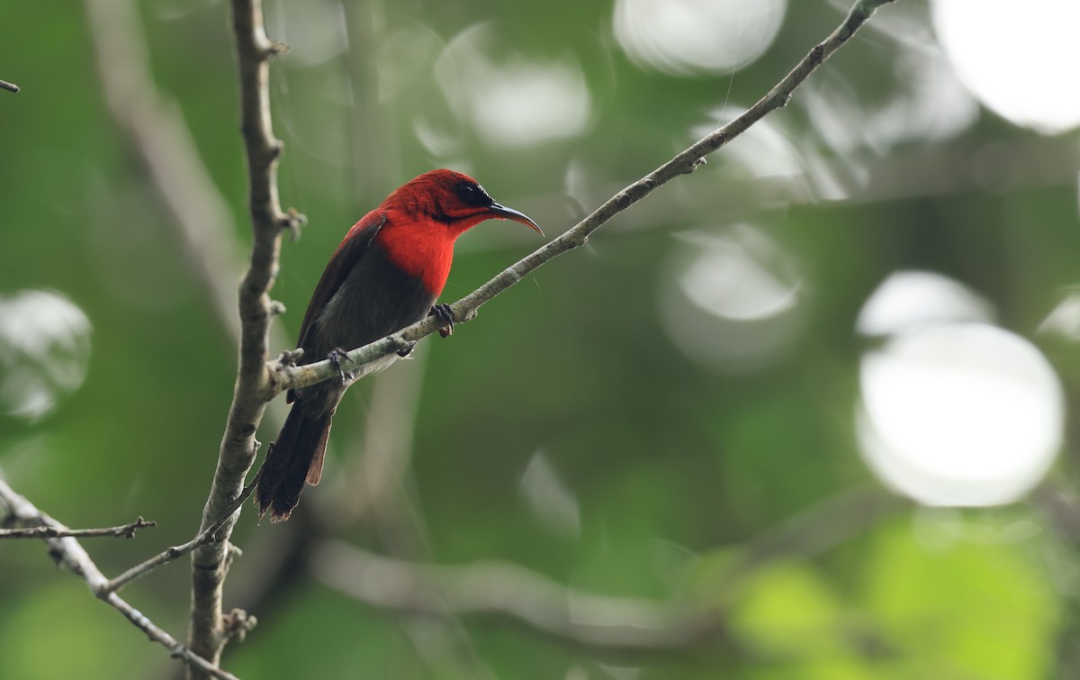Crimson Sunbird (Crimson) - ML554604961